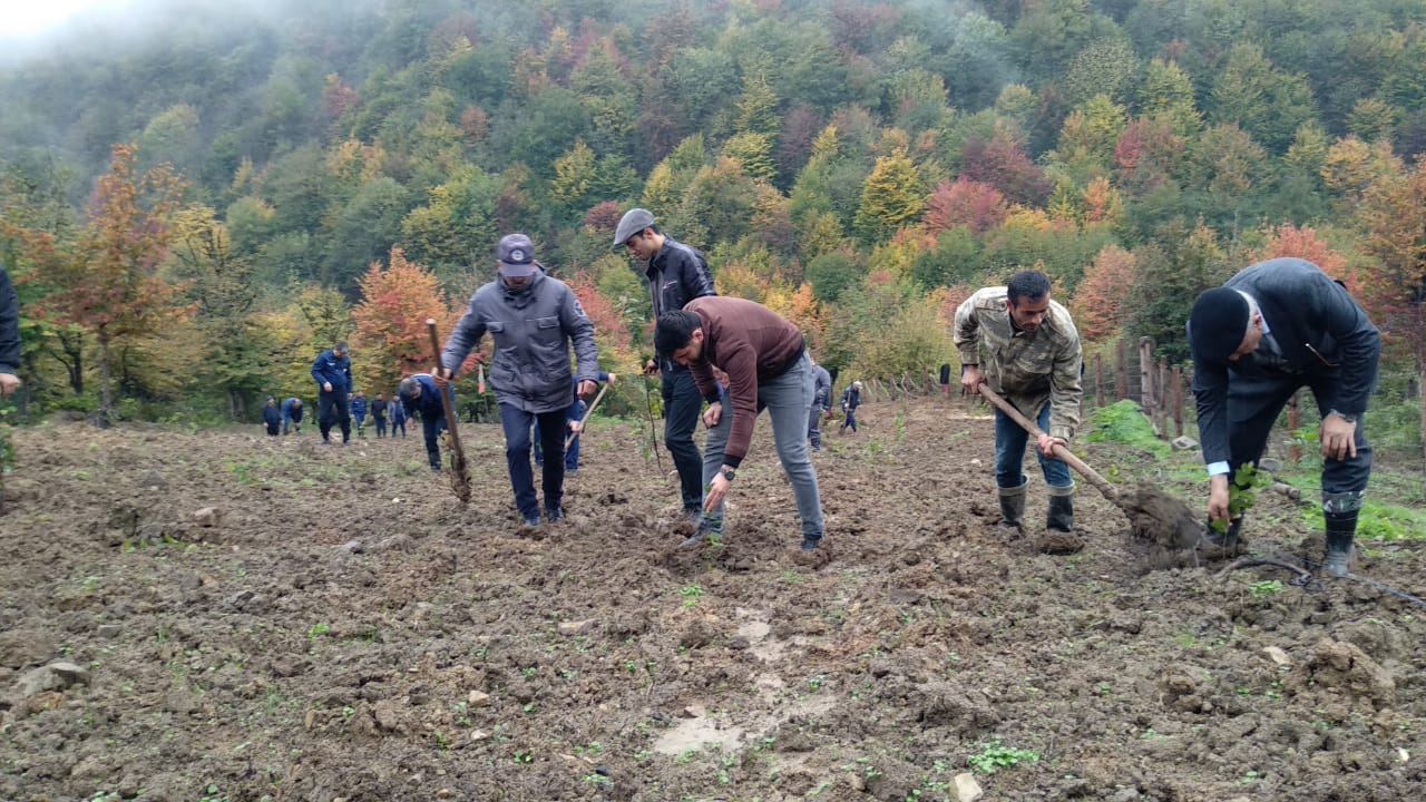 Tree-planting activity on Azerbaijani forest land continues